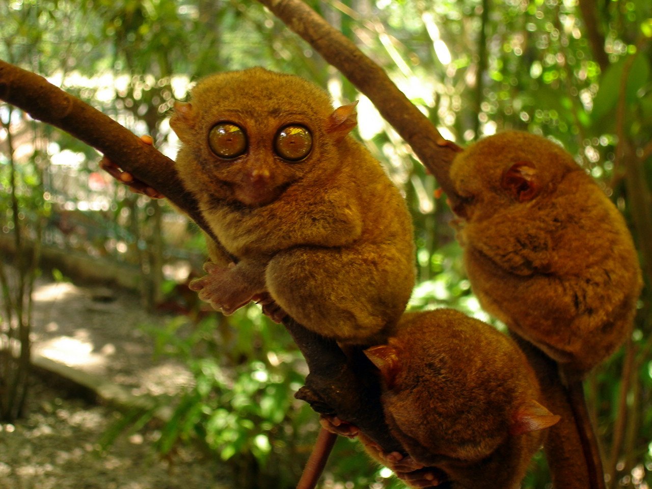 Philippine Tarsier Bohol