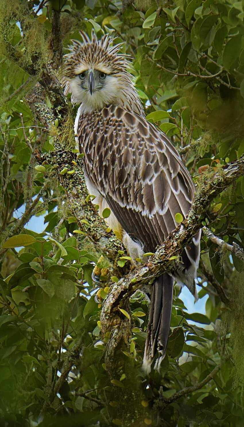 Philippine Eagle Center Davao